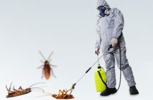 شركة مكافحة النمل الأبيض بالدرعية